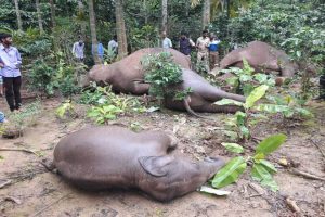 Four-elephants-died-in-Kodagu-twitter