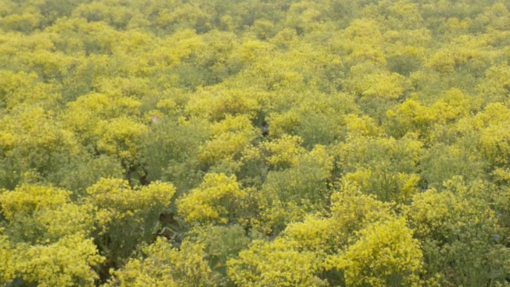 Chakwara Village & Farmers