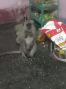 ଉପଦ୍ରବ କରୁଥିବା ମାଙ୍କଡ଼କୁ ଧରିଲା ବନ ବିଭାଗ