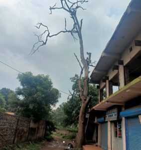 ହାତ ଗୁଂଜା ନ ଦେଲେ ବନବିଭାଗ କଟୁନି ମୃତ ଗଛ