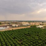 Picture 02 - TAFE JFarm Rajasthan, Bhawani Mandi